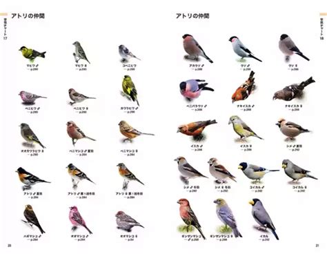 鳥類種類 馬興國